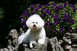 BICHON FRISE 522